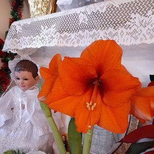 Meet your Posher, Imelda